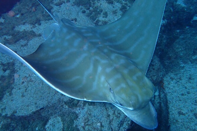 Discover Scuba Diving . First Experience underwater - Getting Started at the Los Cristianos Meeting Point