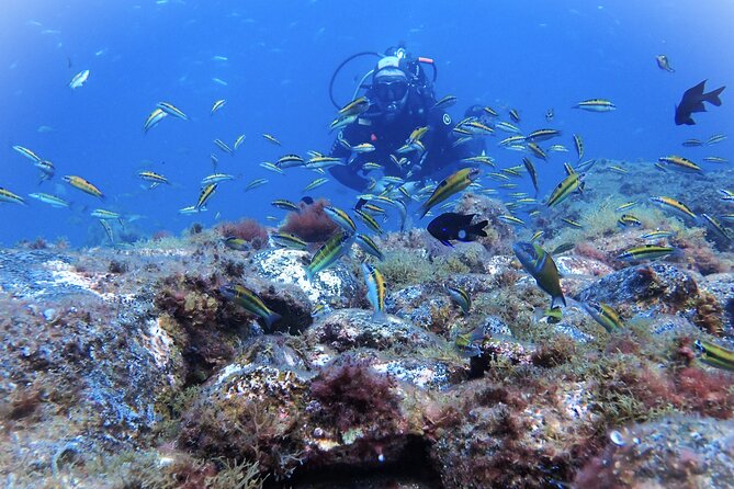 Discover Scuba Diving . First Experience underwater - Playa de las Vistas: Why This Spot Works for First Timers