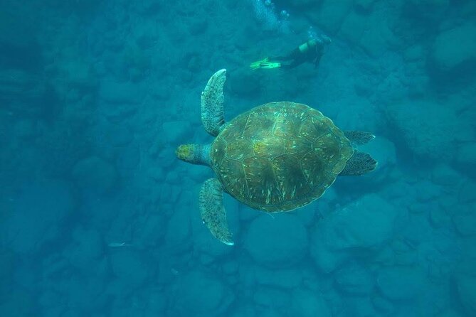 Discover Scuba Diving in Tenerife - Key highlights before you go