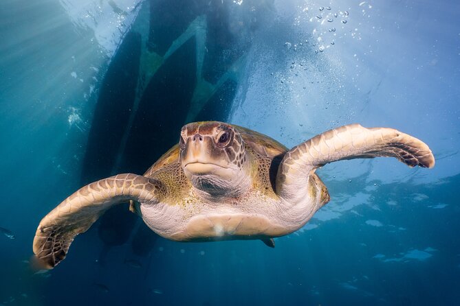 Discover Scuba Diving program: shore + boat dives - The shore-to-water flow: skills, comfort, then marine life at the breakwater
