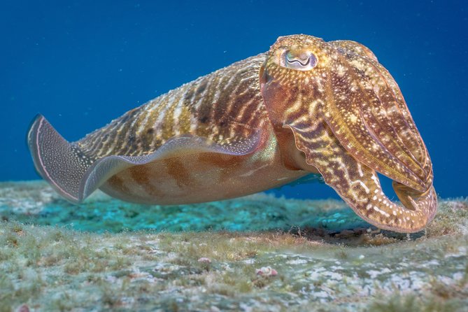 Discover Scuba Diving program: shore + boat dives - Photos and videos: a memory you can actually share