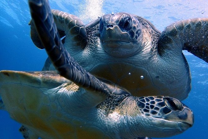 Discover Scuba Diving - Try it for the first time! - What Happens Before You Ever Go Under: Briefing, Medical Check, and Gear