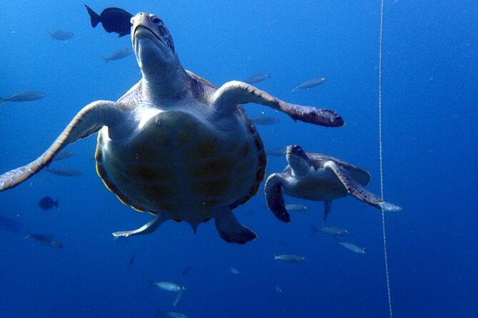 Discover Scuba Diving - Try it for the first time! - Comfort Tips for First-Timers, Especially With Ear Equalisation