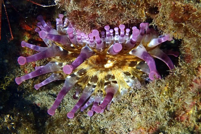 Discover Scuba Diving - Try it for the first time! - Timing, Transfers, and What to Expect From a 5-Hour Morning