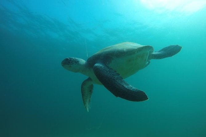 Discover Scuba Diving with two dives in the Ocean in Tenerife with Transfers - A Half-Day Scuba Scouting Trip from Golf del Sur