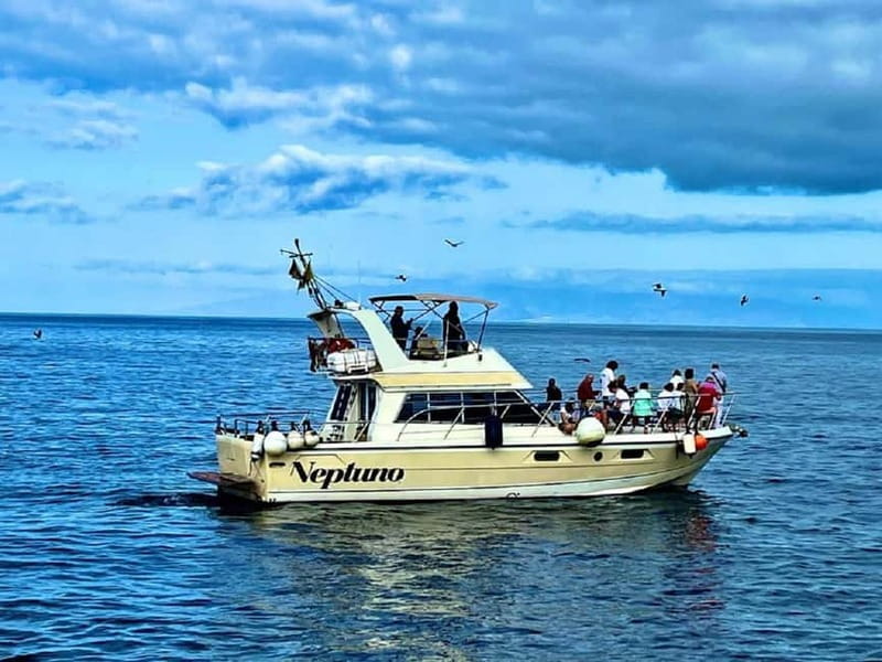 Discover whales in Tenerife: exclusive yacht tour with swim and lunch - Los Cristianos spotting session: what you do for 1.5 hours