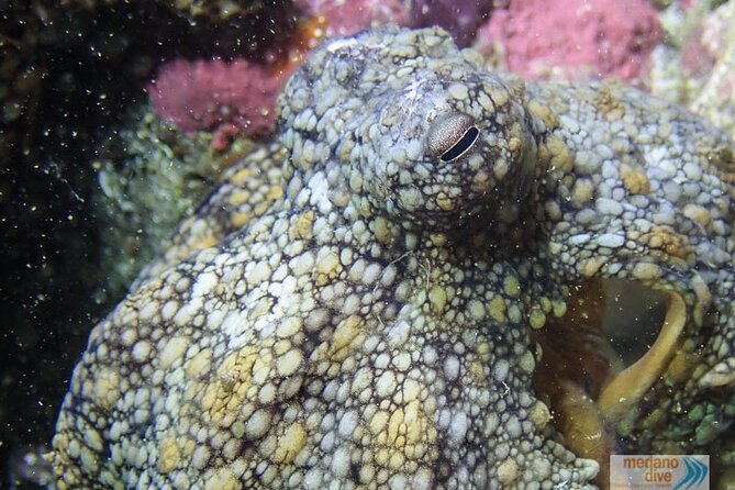 Dive Baptism 1 Dive In Tenerife 3,5h - Where to meet at 8:30 am in El Medano (and how to find the spot)