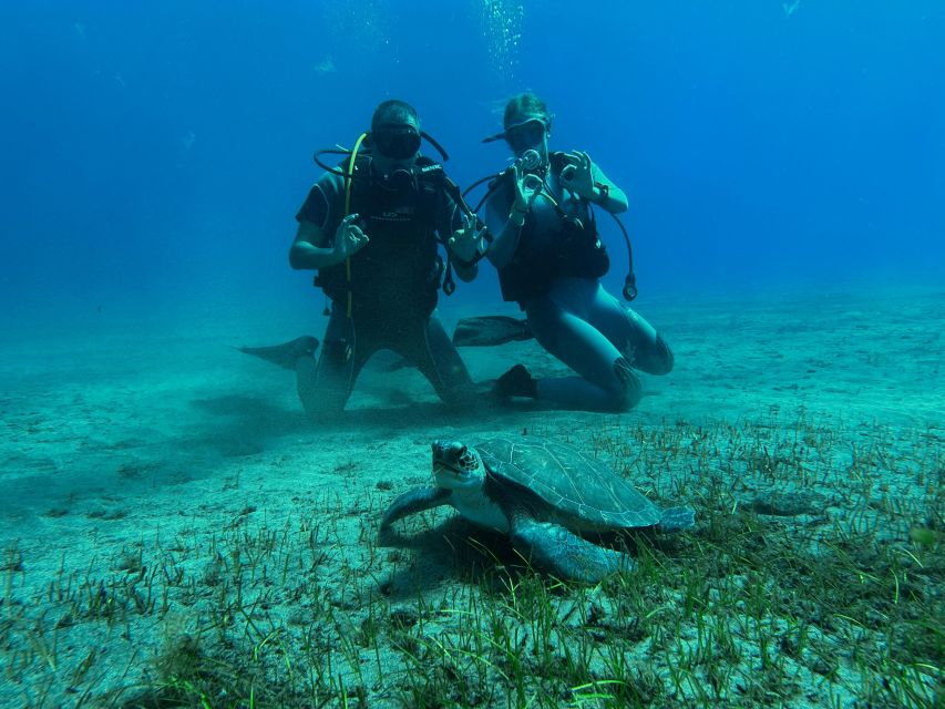Diving course for beginners in turtle area Tenerife - Key Highlights You’ll Care About