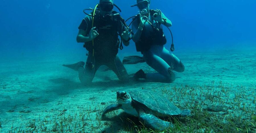 Diving course for beginners in turtle area Tenerife - Gear Setup and Shallow-Water Confidence (Neoprene to Fins)