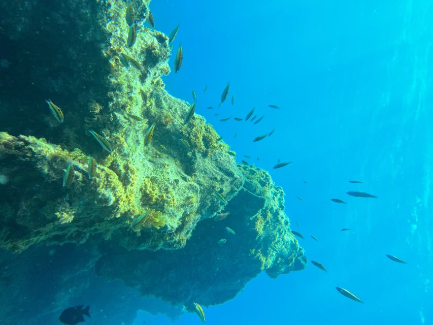 Diving course for beginners in turtle area Tenerife - Photos, Video, and the Certification Card You Actually Keep