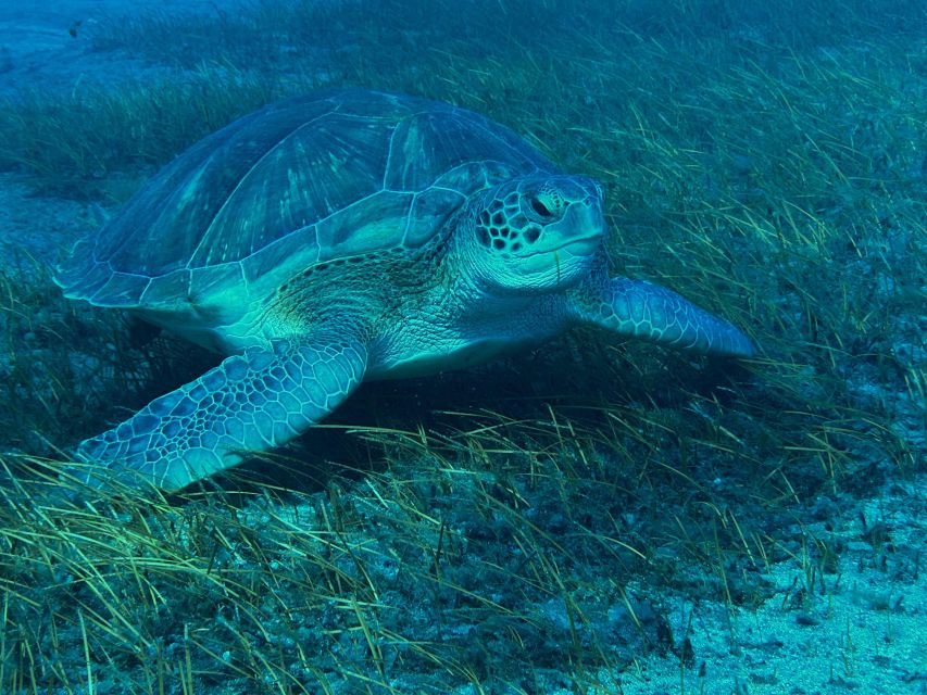 Diving course for beginners in turtle area Tenerife - Price and Value for About $100 Per Person