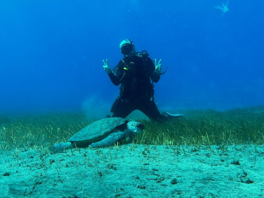 Diving course for beginners in turtle area Tenerife - Who Should Choose This Turtle-Area Starter Session (and Who Should Skip)