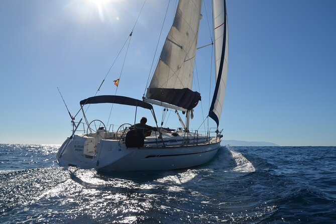 Dolphin and Whale Sailing Tour in Los Gigantes - Key highlights to look for