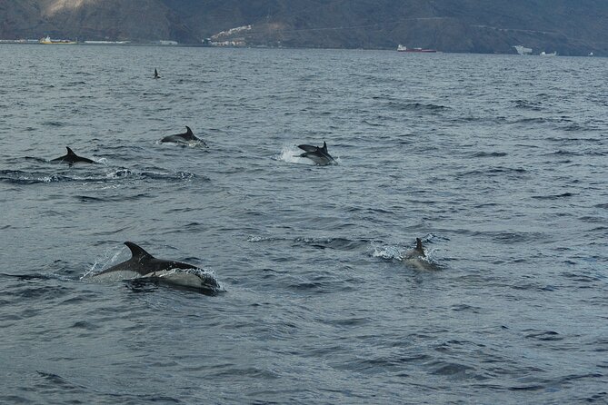 Dolphin and Whale Sailing Tour in Los Gigantes - Los Gigantes from the water: why this sail feels special