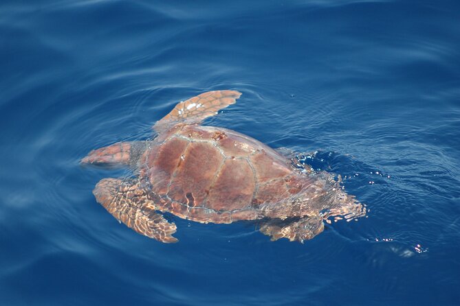 Dolphin and Whale Sailing Tour in Los Gigantes - Teno Rural Park: what you might see and why the protected waters matter