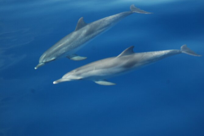 Dolphin and Whale Sailing Tour in Los Gigantes - The skipper makes the difference: Antonio and Francisco’s style