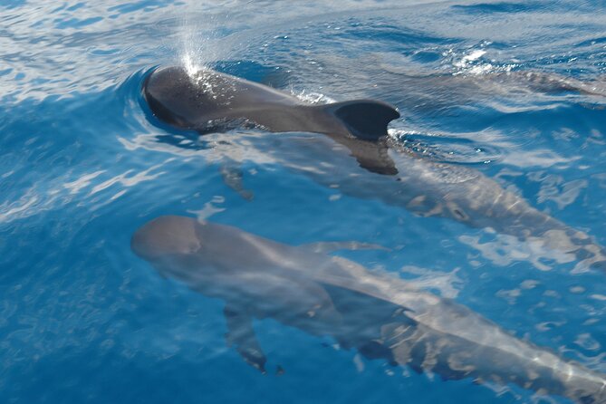 Dolphin and Whale Sailing Tour in Los Gigantes - Where you start: MPC Yacht Charter and a fast arrival mindset