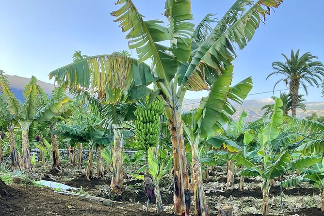 Eco banana farm Tour - Why an Eco Banana Farm in El Rincón Feels Like Tenerife at Ground Level