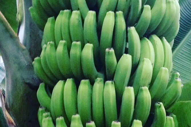 Eco banana farm Tour - Meeting Point at Merendero El Rincón and What to Wear in the Plantation