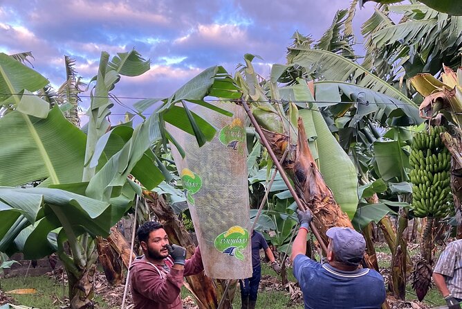 Eco banana farm Tour - Price and Value at About $24.20 per Person