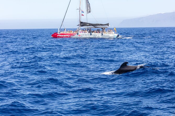 Exclusive Freebird Catamaran Whale and Dolphin Cruise to Caleta - Key points to know before you go