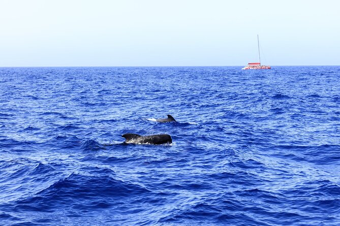 Exclusive Freebird Catamaran Whale and Dolphin Cruise to Caleta - La Caleta stop: the swim break that changes the whole feel
