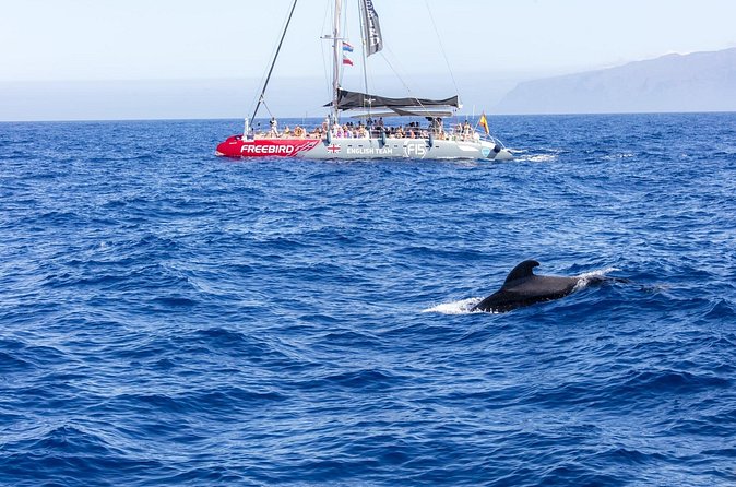 Exclusive Freebird Catamaran Whale and Dolphin Cruise to Caleta - Food, drinks, and the small comfort wins on board