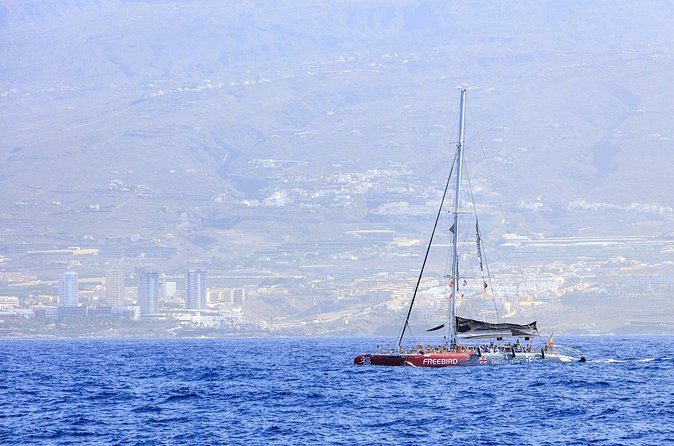 Exclusive Freebird Catamaran Whale and Dolphin Cruise to Caleta - Price and value: is $58.07 a good deal for Tenerife whales and dolphins?