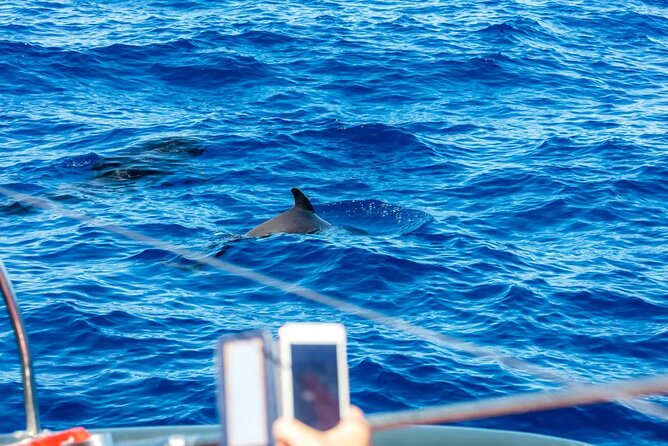Exclusive Freebird Catamaran Whale & Dolphin to Masca From North - Masca Bay swim stop: the best part for most people