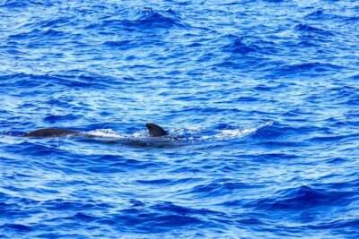 Exclusive Freebird Catamaran Whale & Dolphin to Masca From North