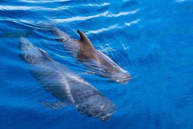 Exclusive Freebird Catamaran Whale & Dolphin to Masca From North - Food and drinks on board: included, easy, and actually useful