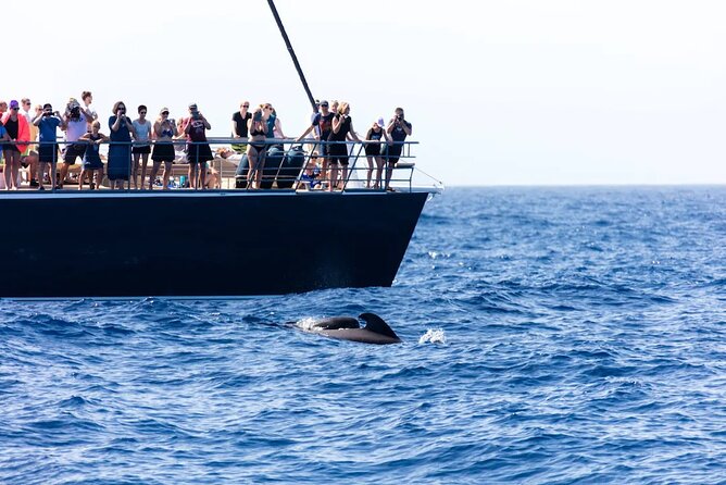 Exclusive Freebird Catamaran Whale & Dolphin to Masca From North - Who should book this cruise from the north?