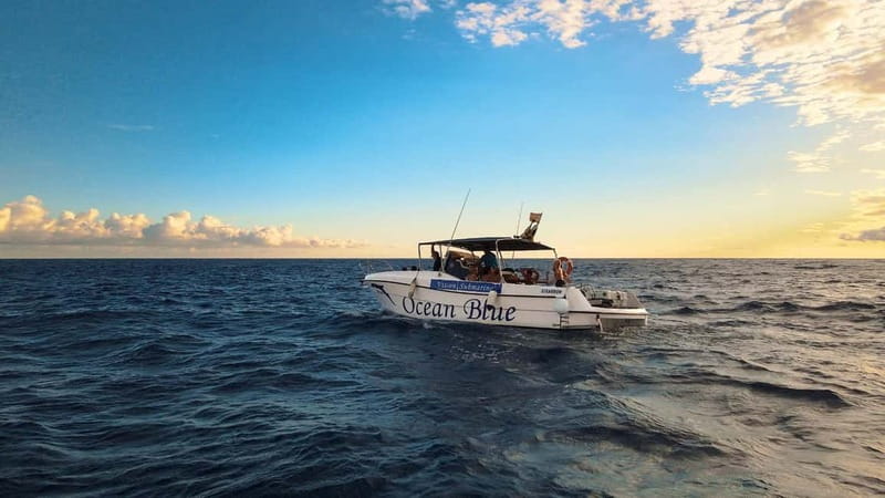 Excursion to see the whales - 3 Hours - The big draw: sperm whales, pilot whales, and dolphins (in real conditions)