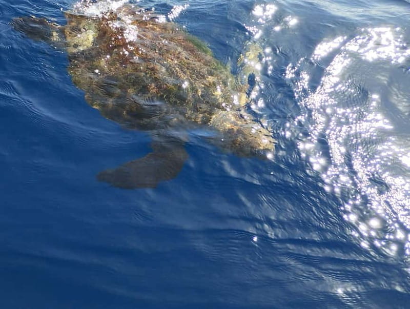 Excursion to see the whales - 3 Hours - The swim stop: El Puertito or Playa de Las Vistas
