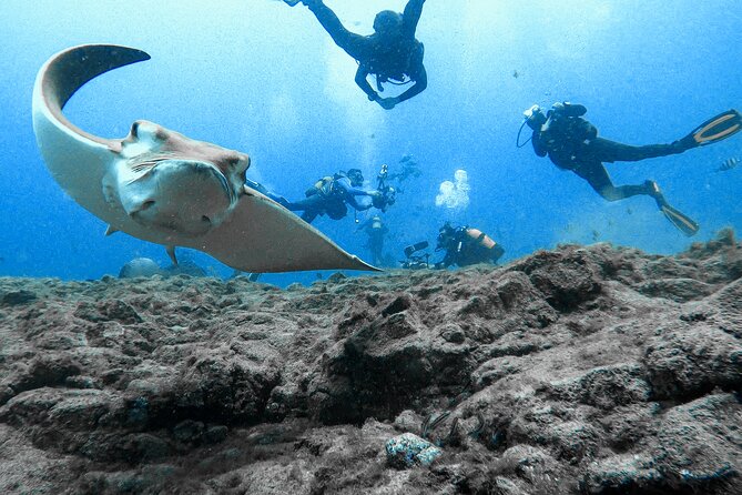 First Dive Experience in Tenerife - What to bring, what to skip, and how to choose with confidence
