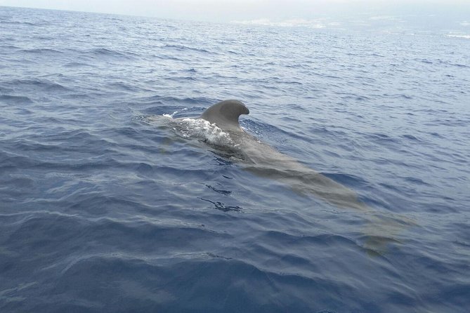 Fishing trip, Tenerife Sea Passion - Equipment and drinks included, and why that affects value