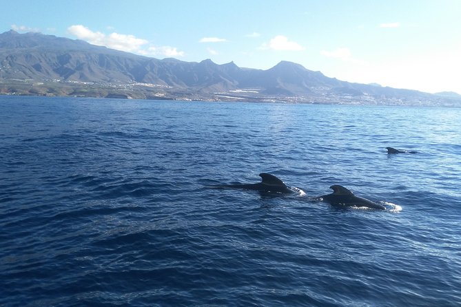 Fishing trip, Tenerife Sea Passion - Best for beginners, and great for anyone who wants a real charter feel
