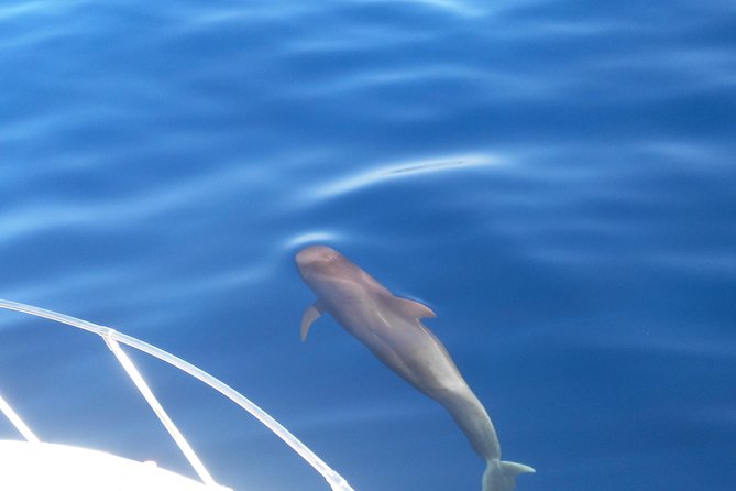 Fishing trip, Tenerife Sea Passion - The 4-hour plan: what happens from 10:00 to back ashore