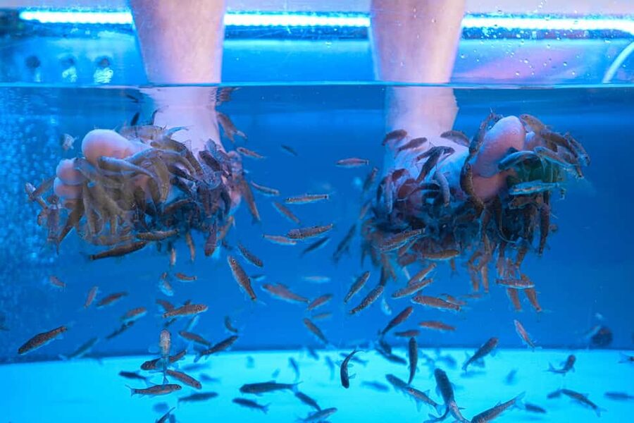 Foot care experience and Fish Spa Playa Fañabé - The 20-Minute Foot Massage for Tension and Circulation