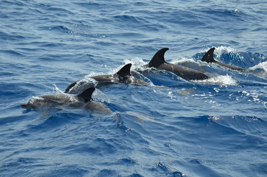 From Los Gigantes: Whale Watching Sailboat Cruise - Price and Value: Is $88 a Fair Deal?