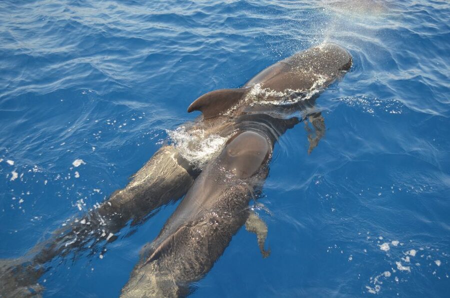 From Los Gigantes: Whale Watching Sailboat Cruise - Wildlife Viewing Off Los Gigantes: What “Up Close” Really Means