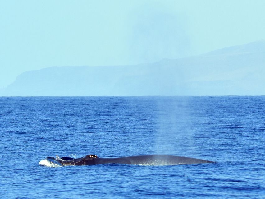 From Los Gigantes: Whale Watching Sailboat Cruise - Guides, Education, and Conservation, With Real Names Behind It