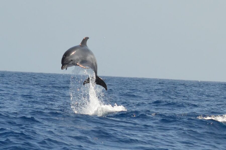 From Los Gigantes: Whale Watching Sailboat Cruise - Who This Sailboat Cruise Fits Best (And Who Might Want Another Option)