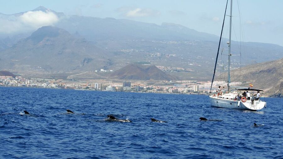 From Los Gigantes: Whale Watching Sailboat Cruise - The 46 ft Sailboat Experience: Why the Boat Size Matters