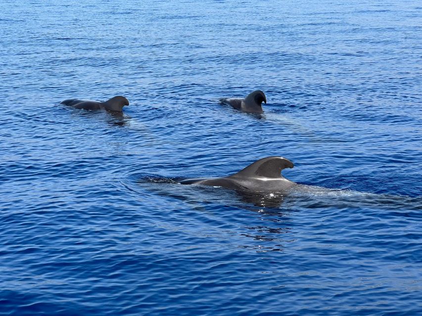 From Playa San Juan: Whale Watching, Gigantes, and Masca Bay - Meet at Sea Passion Charter, then head south