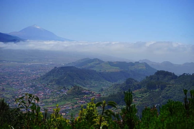 From Puerto de La Cruz: VIP Tour Around Anaga and La Laguna - Anaga Rural Park: laurel forest, dragon trees, and cactuses