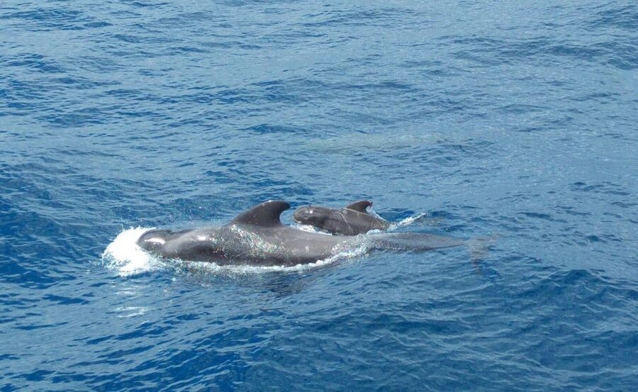 From San Juan beach : Marine Life Cruise - Sea Passion Tenerife Marine Life Cruise: Key Highlights