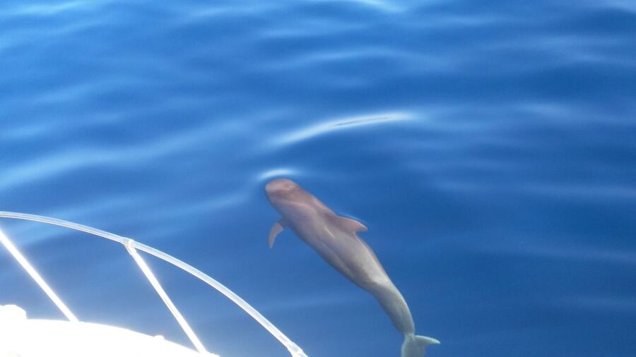 From San Juan beach : Marine Life Cruise - From Playa San Juan to Real Sea Time on Sea Passion