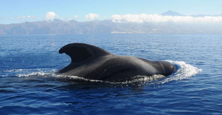 From San Juan beach : Marine Life Cruise - Food, Drinks, and That Late-Day Glow on the Sea