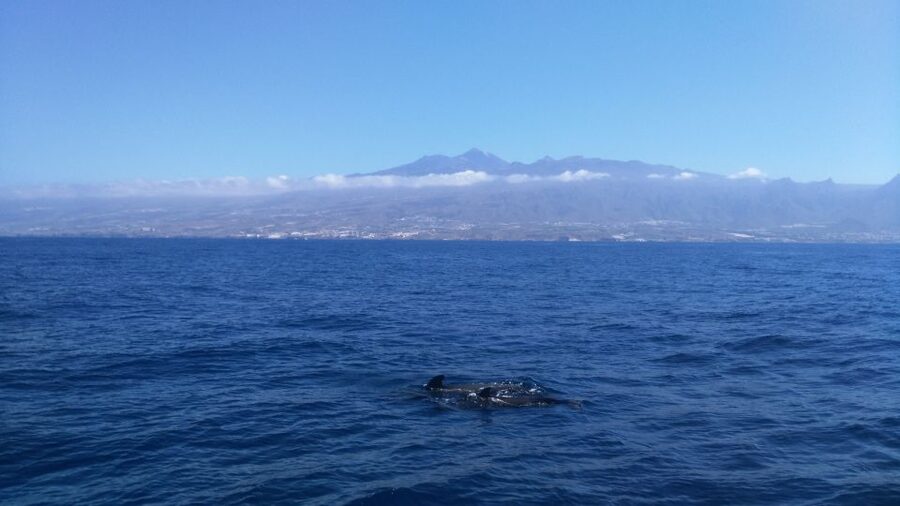 From San Juan beach : Marine Life Cruise - Departure and Timing: Why 3 Hours Can Feel Like More